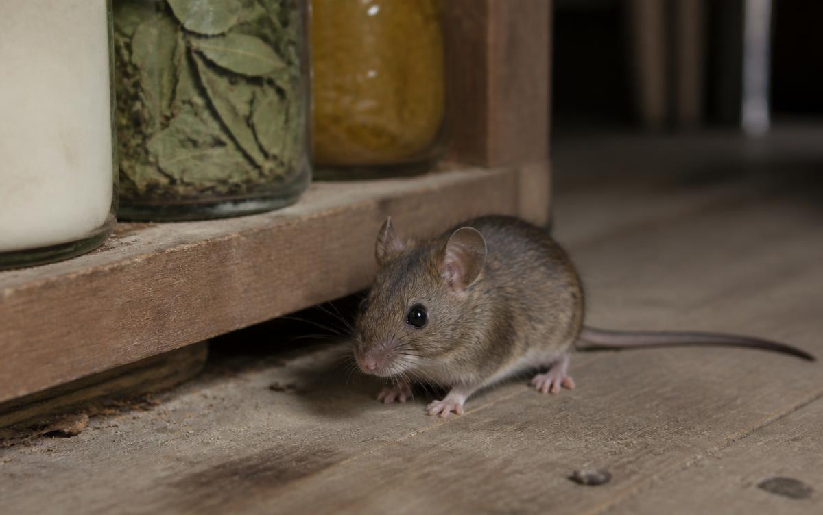 Hausmaus auf einem Kellerboden neben einem Vorratsregal