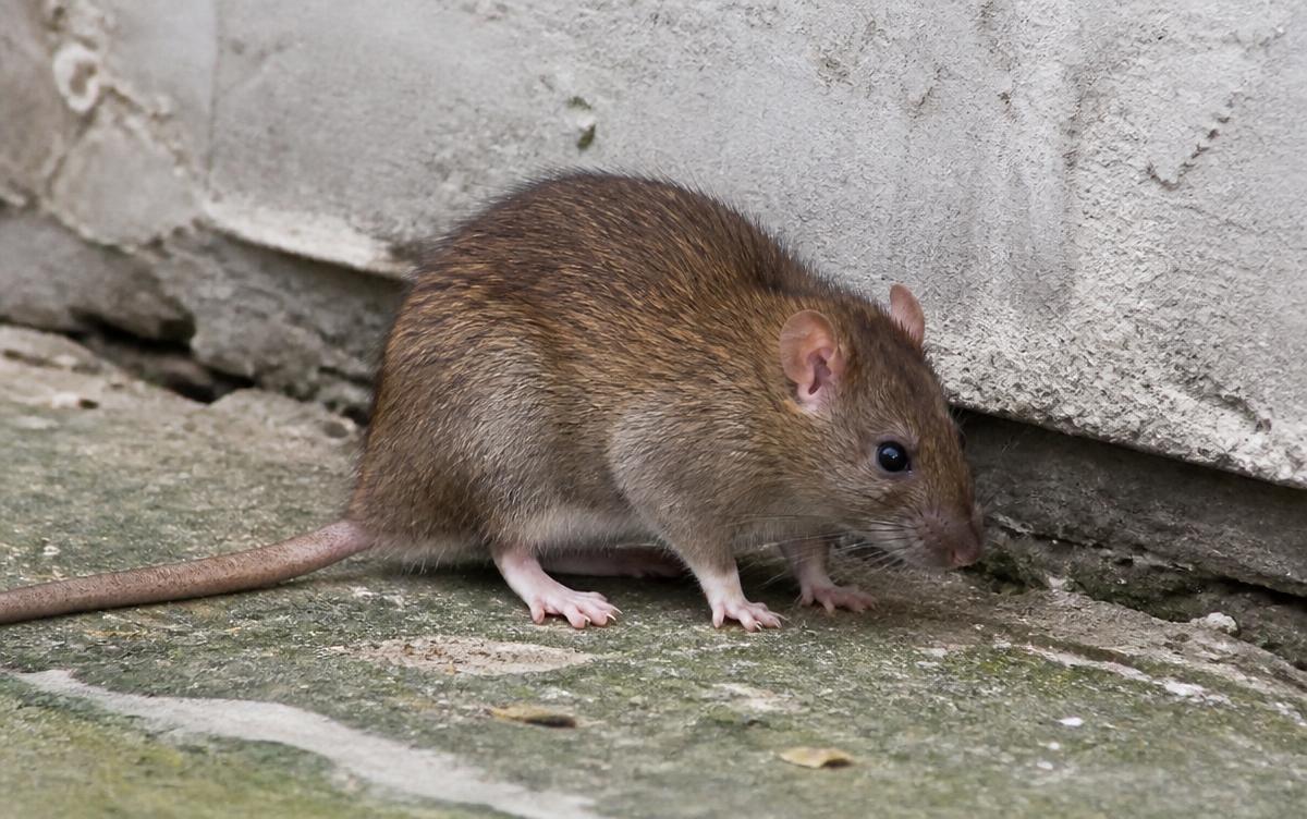 Wanderratte an einer Gebäudemauer